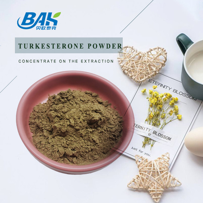 1%-10% συμπληρώματα Ajuga Turkestanica σκονών Turkesterone