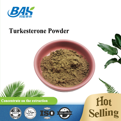 1%-10% συμπληρώματα Ajuga Turkestanica σκονών Turkesterone