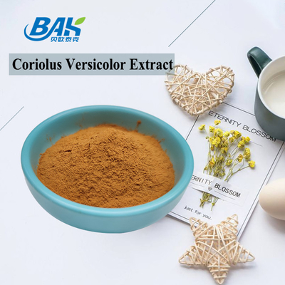Οργανικό εκχύλισμα μανιταριών Coriolus Versicolor Συμπλήρωμα Καφέ κίτρινη σκόνη