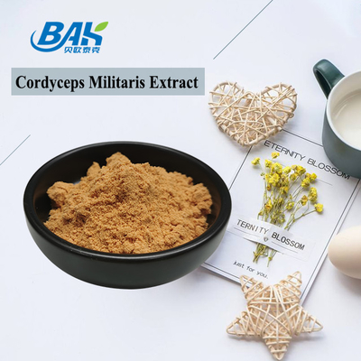 80 έως 120 Mesh Cordyceps Militaris Extract Powder Factory Προμήθεια