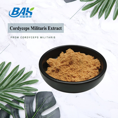 80 έως 120 Mesh Cordyceps Militaris Extract Powder Factory Προμήθεια