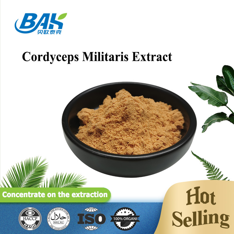 80 έως 120 Mesh Cordyceps Militaris Extract Powder Factory Προμήθεια